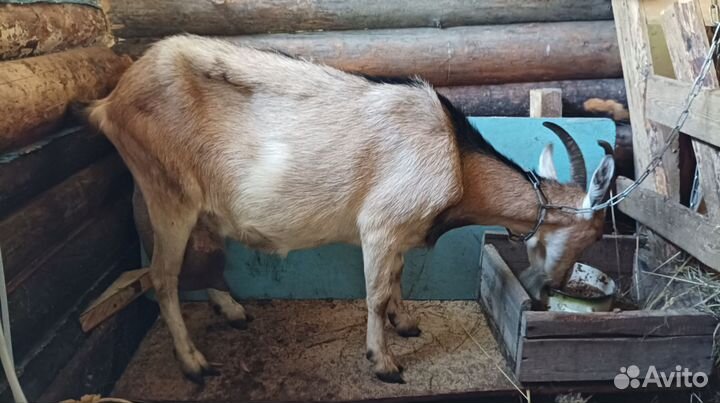 Коза дойная альпийская