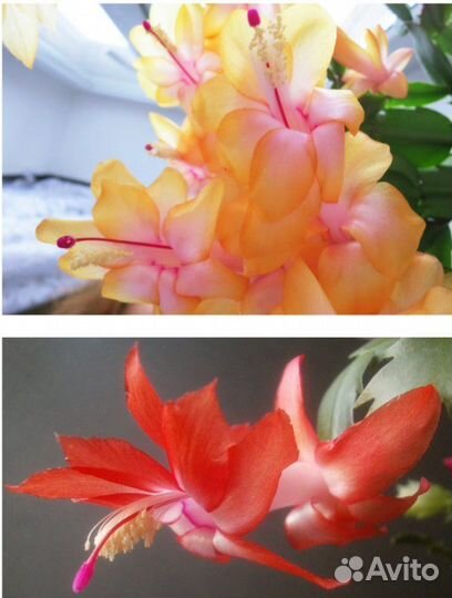 Декабристы разные сорта