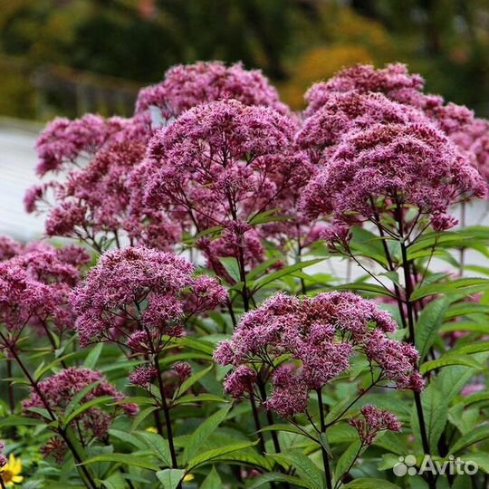 Декоративные многолетники для сада