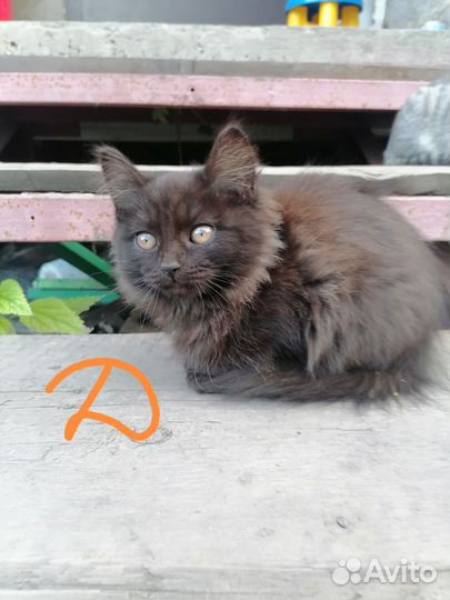 Кошка
