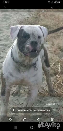 Американский бульдог Вязка