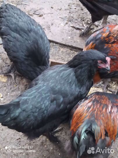 Куры молодки