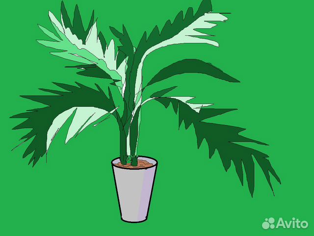 Финиковая пальма (саженцы)