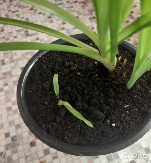 Хлорофитум в горшке