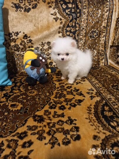 Щенки шпица