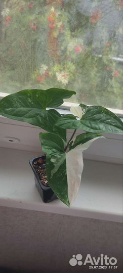 Филодендрон, сингониум, аихризон