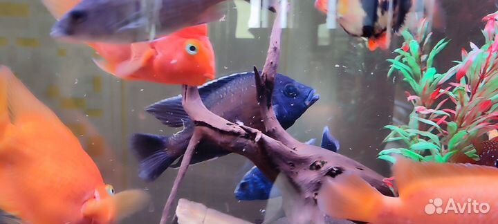 Аквариумные рыбки