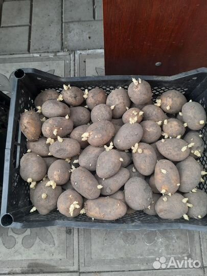 Продам картофель