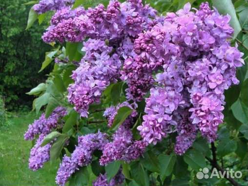 Сирень Максимович (медовый аромат)