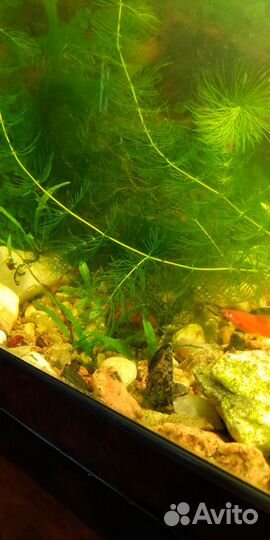 Роголистник