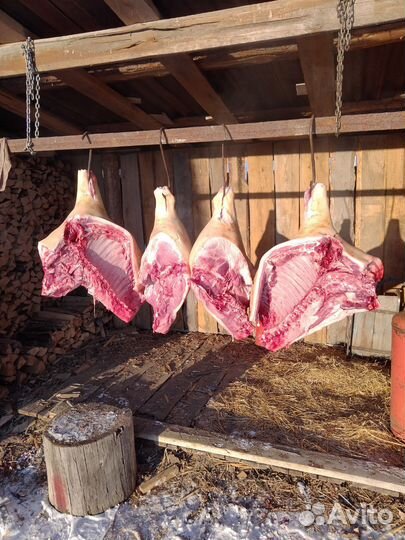 Мясо свинина домашняя