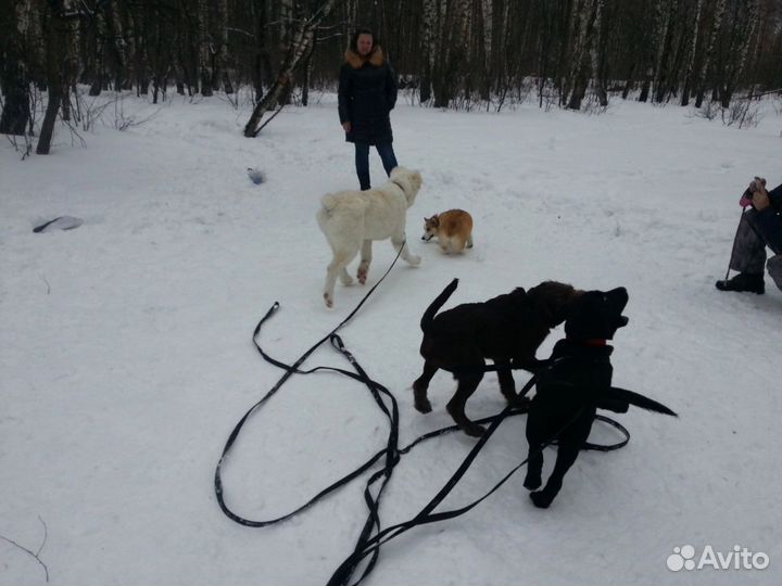 Дрессировка собак и щенков