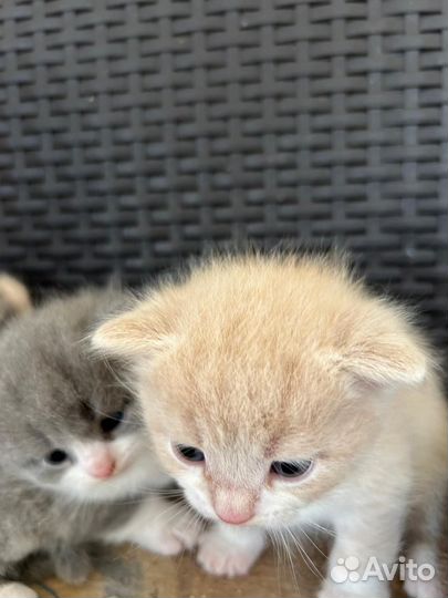 Кошка в дар бесплатно