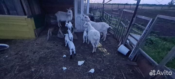 Козлята