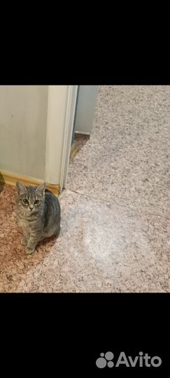 Отдам кота в добрые руки