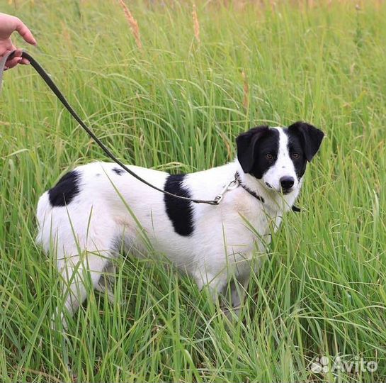 Собака бесплатно