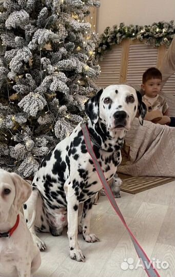 Девочка и мальчик далматины