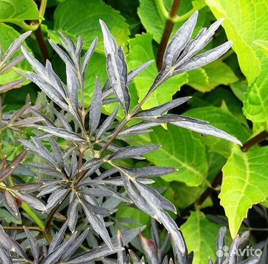 Бузина блек лейс