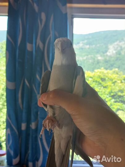 Корелла самец