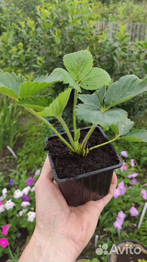 Рассада клубники