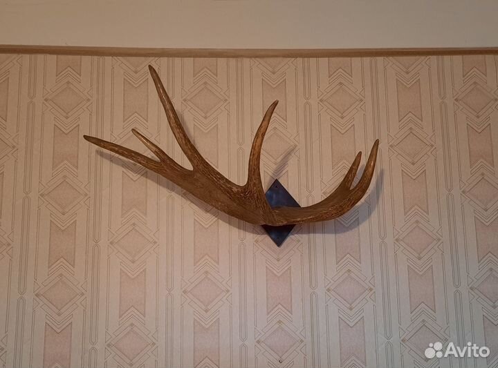 Рога лося