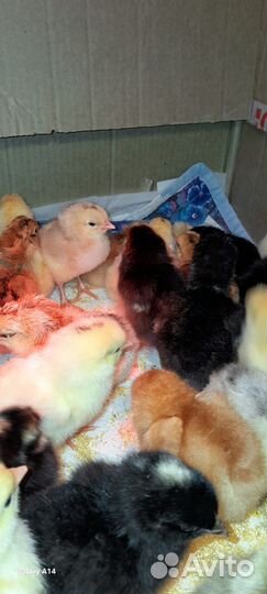 Цыплята деревенские