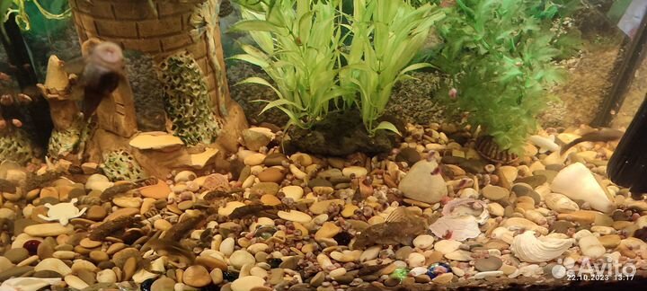 Продажа аквариумных рыбок