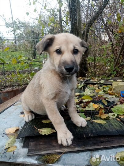 Щенки в добрые руки