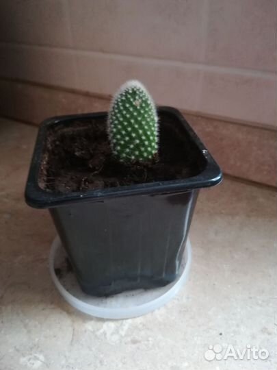 Кактус опунция