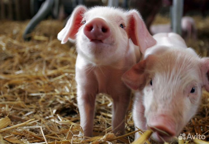 Разнорабочие на ферму- вахта с проживанием