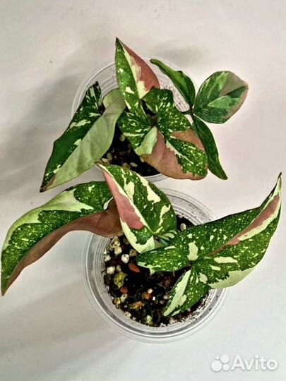 Сингониум ред спот триколор