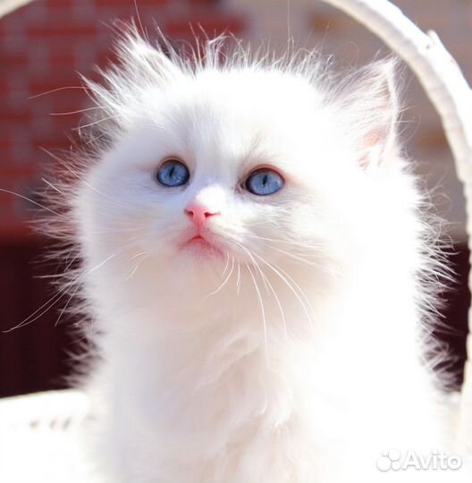 Котята рэгдолл
