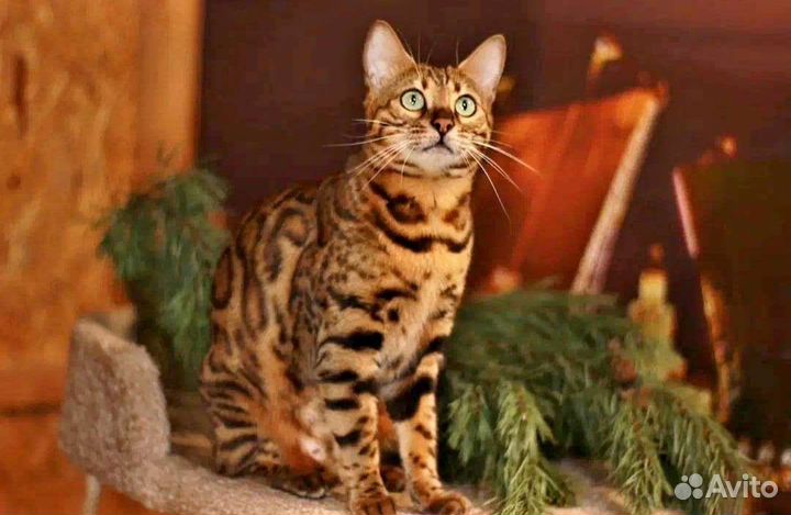 Бенгальская