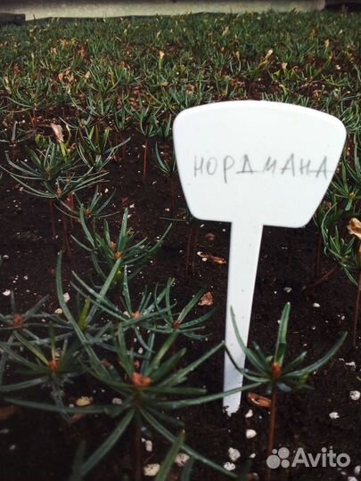 Пихта Нордмана кавказская