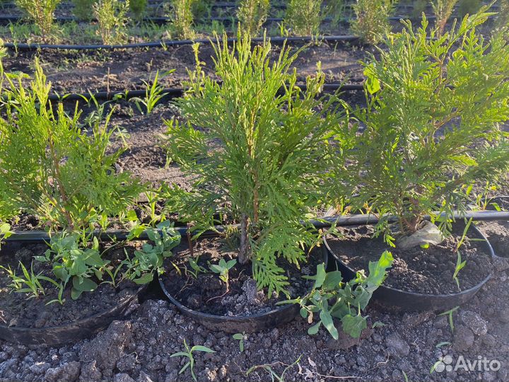 Туи шаровидные