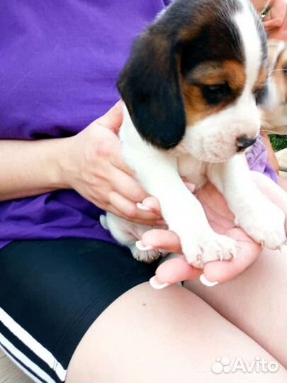 Щенки бигль