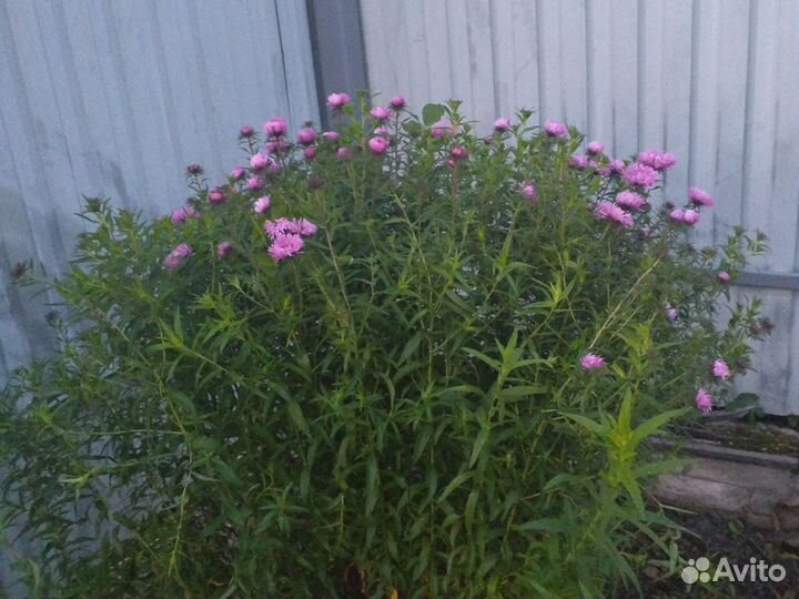 Многолетние астра и хризантема