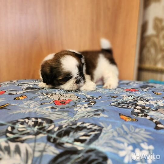 Щенки ши-тцу. Купить ши-тцу в питомнике