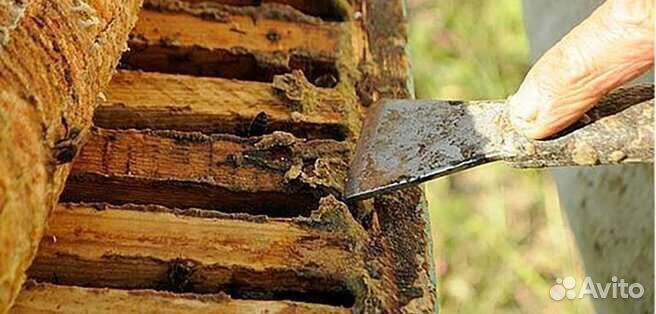 Прополис пчелиный