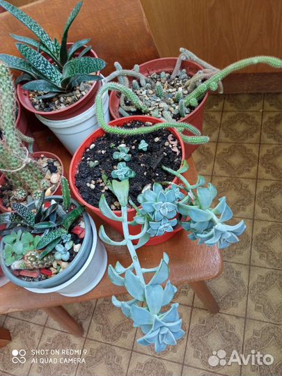 Суккуленты Гастерия Толстянка кактус