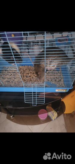 Клетка и крысы