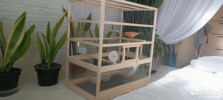 Канарейка кенар