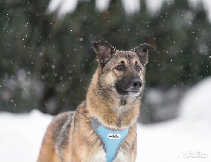 Собаки бесплатно
