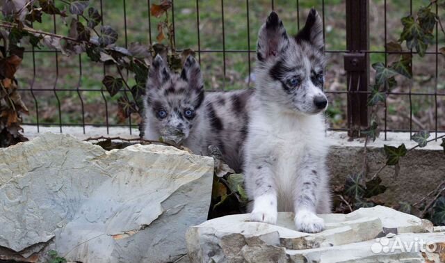 Помски, мини хаски окраса мерль