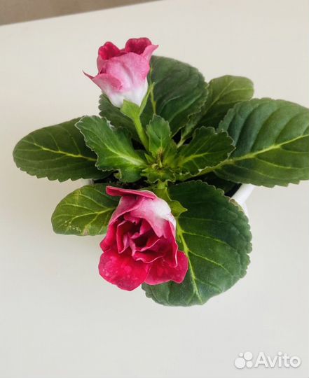 Глоксиния махровая цветущая