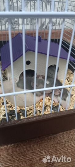 Крысята Дамбо 1 месяц