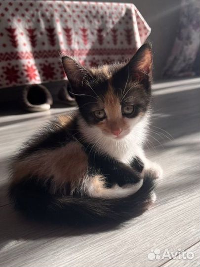 Отдам в добрые руки котенка девочку
