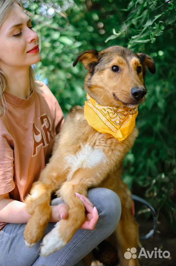 Собаке сложно в приюте