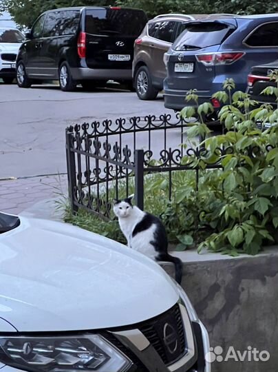 Кошка в добрые руки