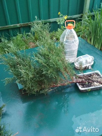 Можжевельник казацкий